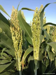 Sorghum panicle at bloom.