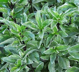 'Pesto Perpetuo.' Click to enlarge.