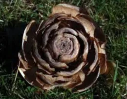 Deodar Cedar Cone in the Fall (from: flicker.com)