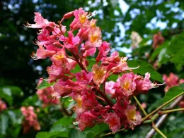 Red Horsechestnut Blossoms (from: wikimedia.org)