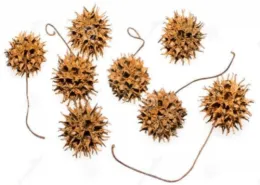 American Sweetgum Spiney Fruit (from: wikimedia.org)