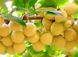 Ginkgo Fruit Cluster