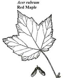 Red Maple Leaf Illustration