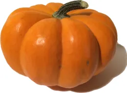 Pumpkin photo: Rosalie Shepherd