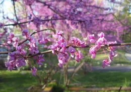 Eastern Redbud Flowers (wikimedia.org)