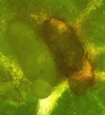 Same image as above, but with backlighting.