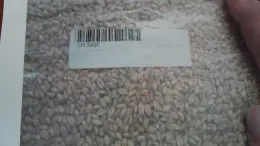 jointed goatgrass in beer ingredients