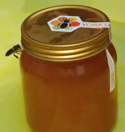 A honey bee took a liking to the honey for the honey-tasting event. (Photo by Kathy Keatley Garvey)