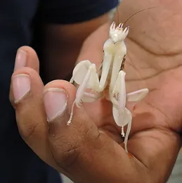 Hi, there! Close-up of female orchid praying mantis. (Photo by Kathy Keatley Garvey)