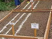 A raised garden bed with three rows marked for a carrot growing trial, featuring dark soil and wooden boundaries.