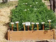 Raised garden bed filled with green carrot foliage and small white flowers, featuring labeled stakes identifying different carrot types.