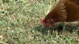 Chicken eating, scratching_CU