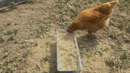 Chicken eats at feed stand_Zoom