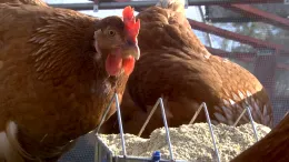 Chicken eats feed_CU