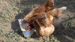 Chickens at feed stand