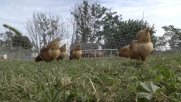 Chickens eating at ground level_MS