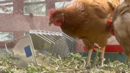 Chickens eating at knocked over feed tray_MS