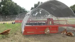 Chickens outside coop_LS