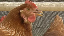 Chickens under shade_CU