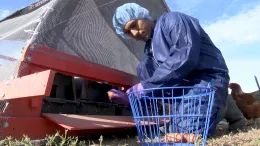 Egg collection_Ground level