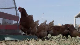 Ground level chickens_MS