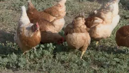 Group of chickens