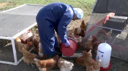 Student adds feed_LS