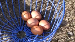 Eggs in wire basket_CU