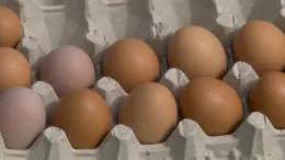 Eggs in tray_MS
