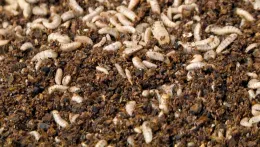 Larvae burrowing in dark biomass_CU
