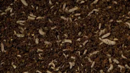 Larvae burrowing in dark biomass_MS