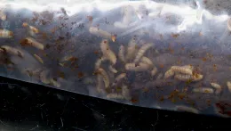 Larvae in large bag_CU