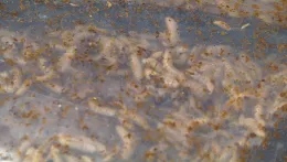 Larvae in large bag_MS