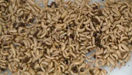 Larvae in tub_LS