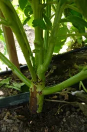 Close-up of a sesame plant's stem showing browning at the base, surrounded by green leaves and dark soil.