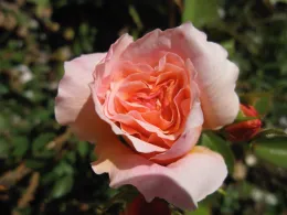 Tamora English rose