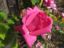 Rose 'Zephirine Drouhin'