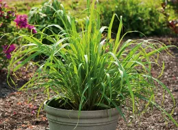 Lemon Grass. Click to enlarge.