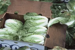 Napa cabbage, UC ANR Repository