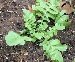 Close-up of green arugula seedlings growing in dark garden soil.