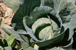 Close-up of a green cabbage head surrounded by large, curling leaves in a field.