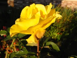 A close-up of a bright yellow Midas Touch rose with layered petals and green leaves in the background.
