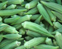 A close-up of freshly harvested green okra pods, displaying a smooth texture and vibrant green color, densely packed and overlapping.