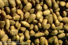 A close-up view of many potato spuds with various shapes and sizes, displaying brown and tan skin with dark spots.