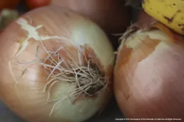 Close-up of yellow onions with glossy, golden-brown skins and visible roots, showcasing their round shapes and textures.