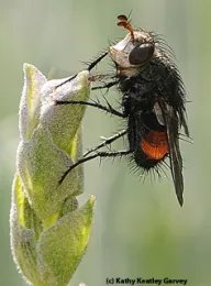 Tachinid fly on lavender. (Photo by Kathy Keatley Garvey)
