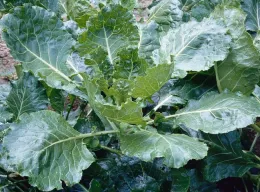 Green glaze collards (Photo: UC Master Gardeners of Monterey County)