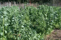 Fava beans growing at our McClellan Ranch project