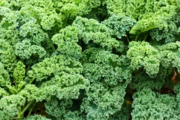 Kale, UC ANR Repository, by Joe Najera