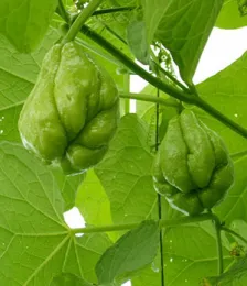 Two green chayote fruits hanging from a vine with large green leaves.